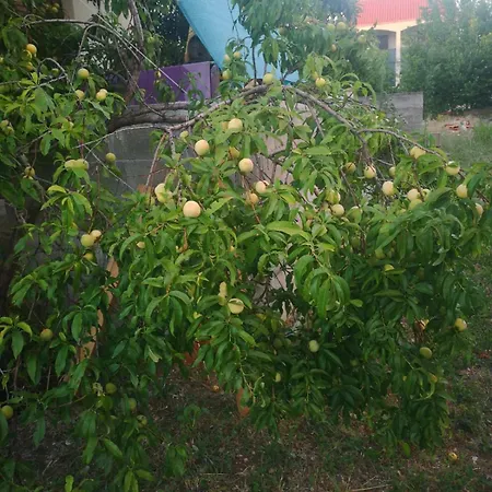 Gajeta